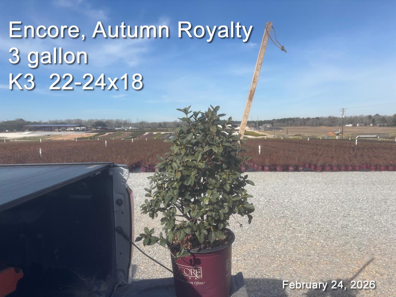 gallery/eroy3 k3 feb24.jpg